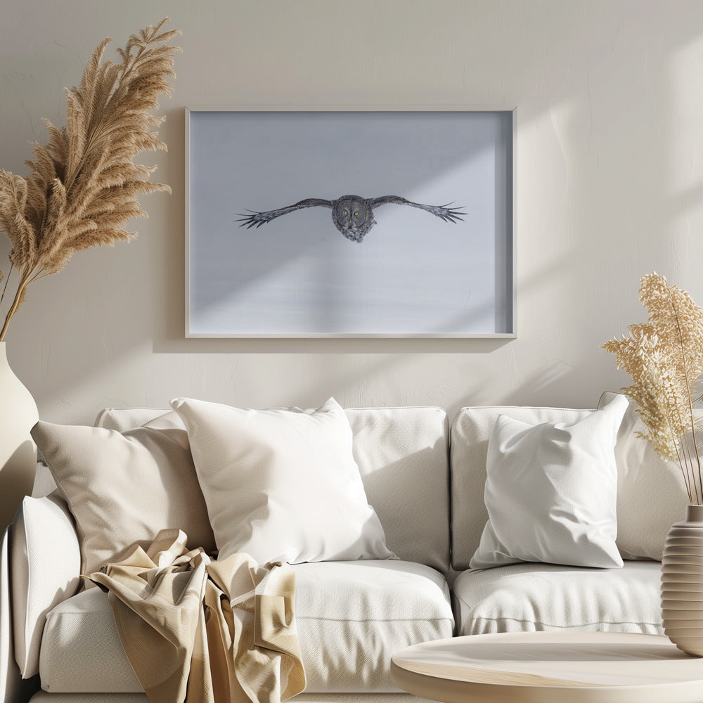 Great Grey Owl in Flight Poster