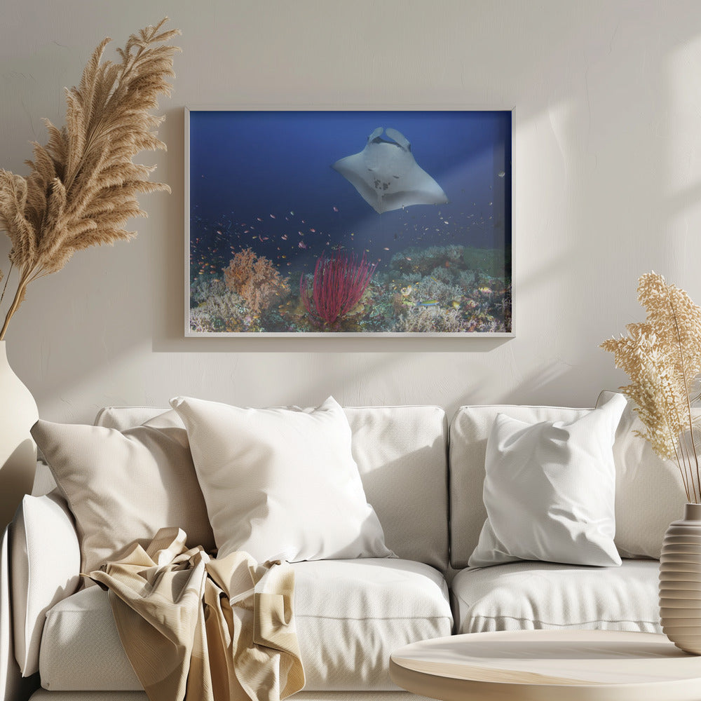 Ocean Manta Ray on the reef Poster