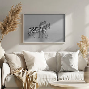 Zebras Poster