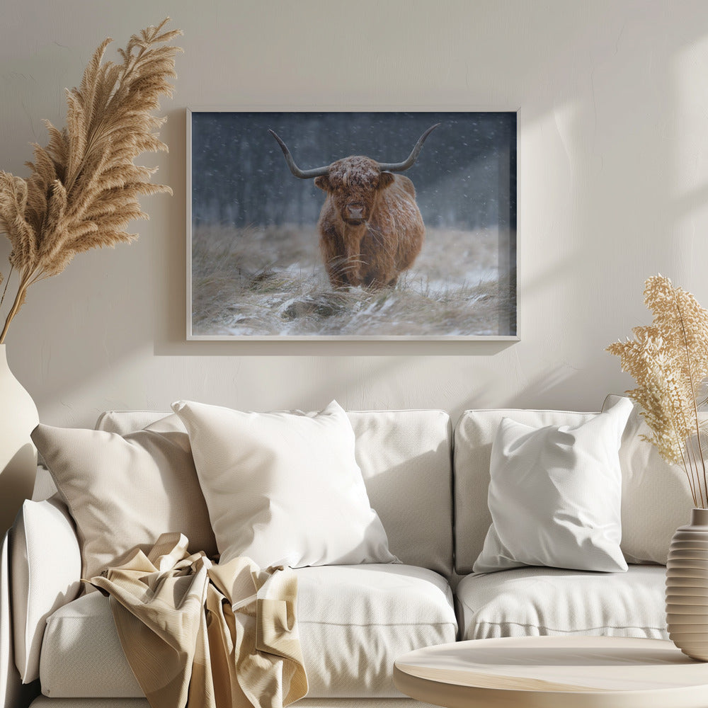 Snowy Highland cow Poster