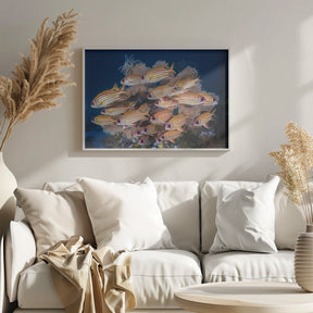 Yellow-tipped squirrefish Poster