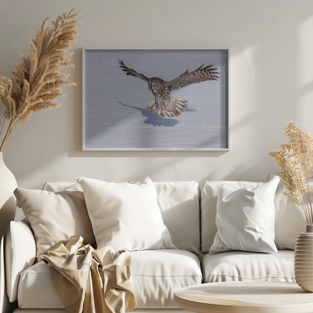 Great Grey Owl Poster