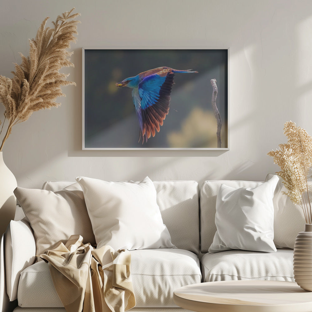 European Roller Poster