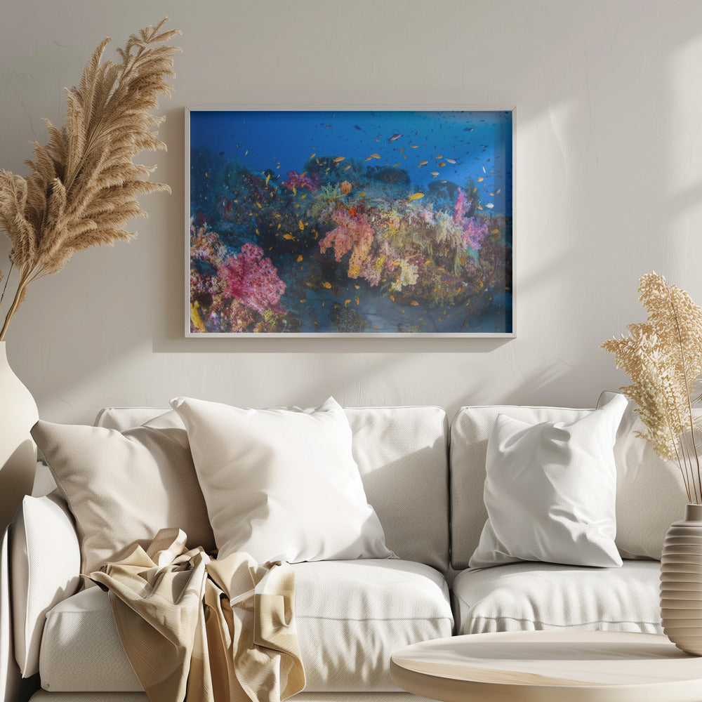 Colors of Soft Coral Poster