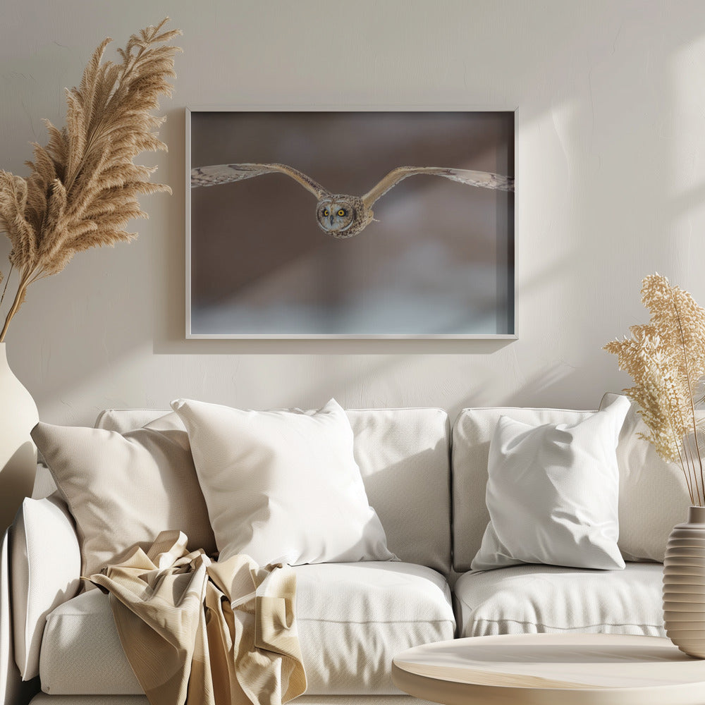 Short Ear Owl in Flight Poster