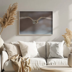 Short Ear Owl in Flight Poster