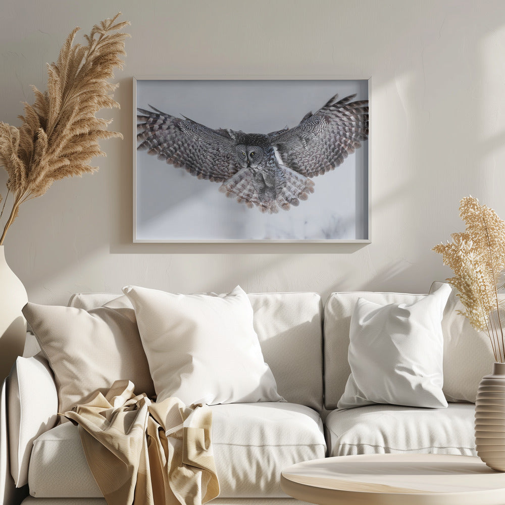 Great Grey Owl in Flight Poster