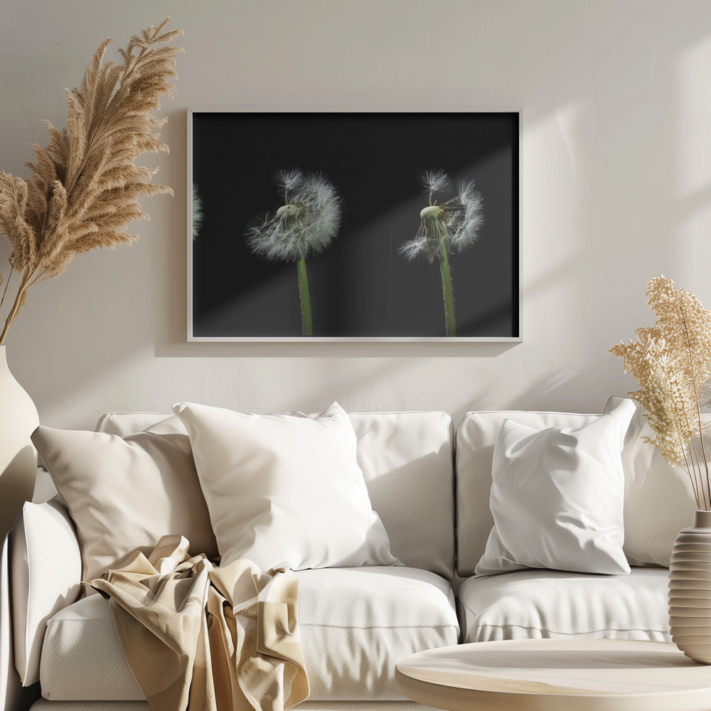 dandelion flower sequenz Poster