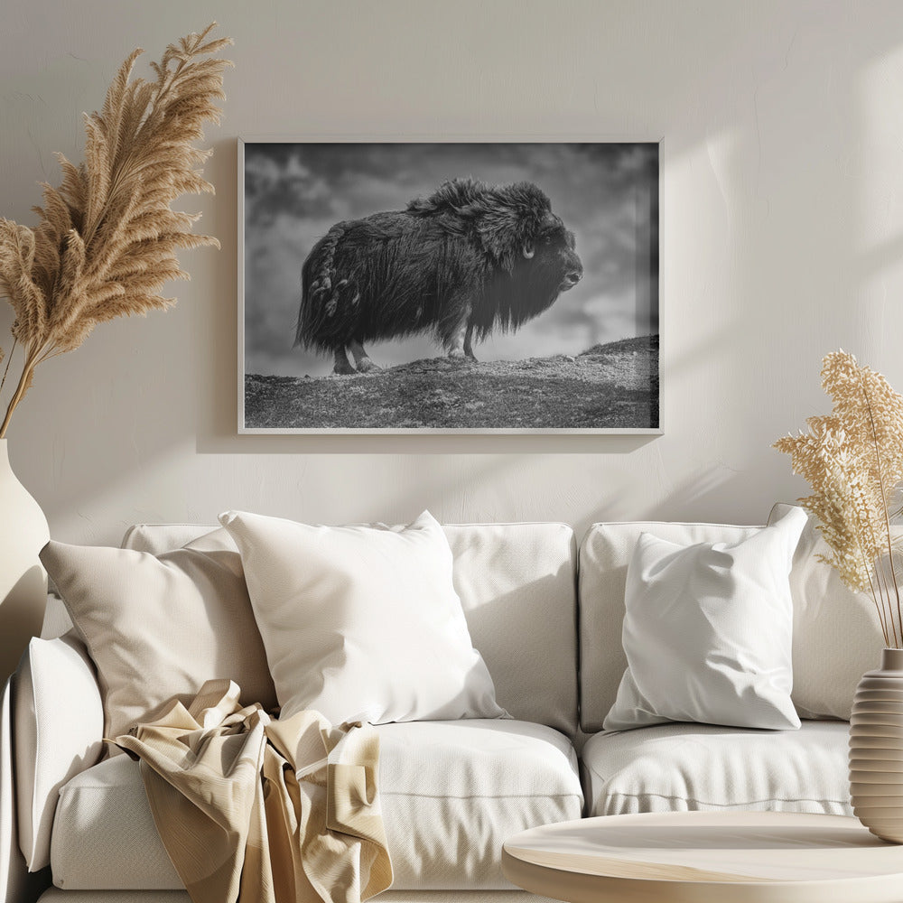 male Musk ox Poster