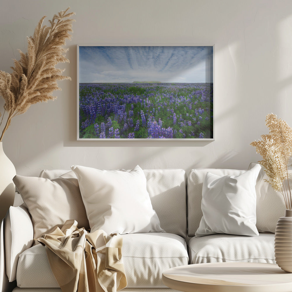 Field of Lupines Poster