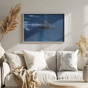 Humpback whale on the Iris bank Poster