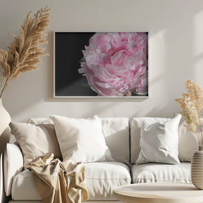 Pink peony IV Poster