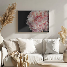 Blush peony IV Poster