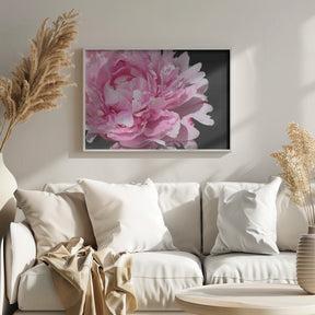 Pink peony VI Poster