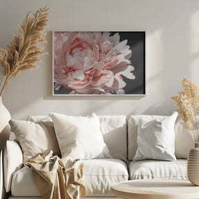 Blush peony VI Poster