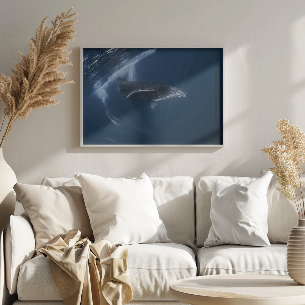 Humpback whale in active group Poster