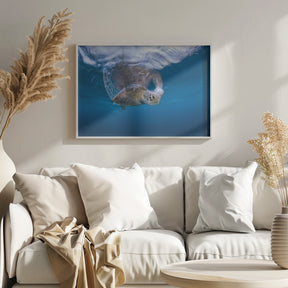 Swimming Green Turtle Poster