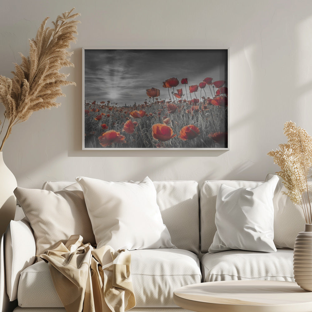 Poppies in the sunset | colorkey Poster