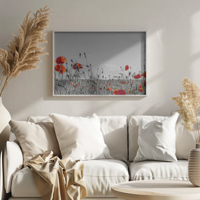 Lovely Poppy Field | panoramic view Poster