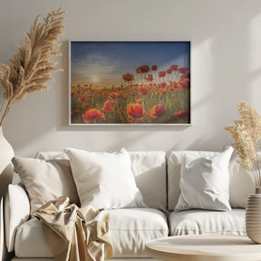 Poppies in the sunset Poster