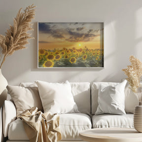 Sunflower field at sunset | Panoramic View Poster