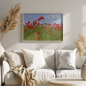 Field of Poppies | panoramic view Poster