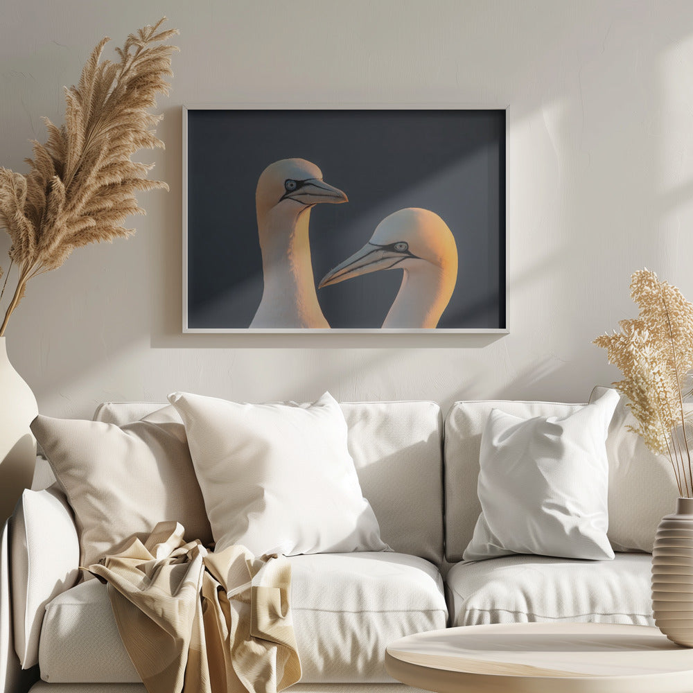 Northern gannet Poster