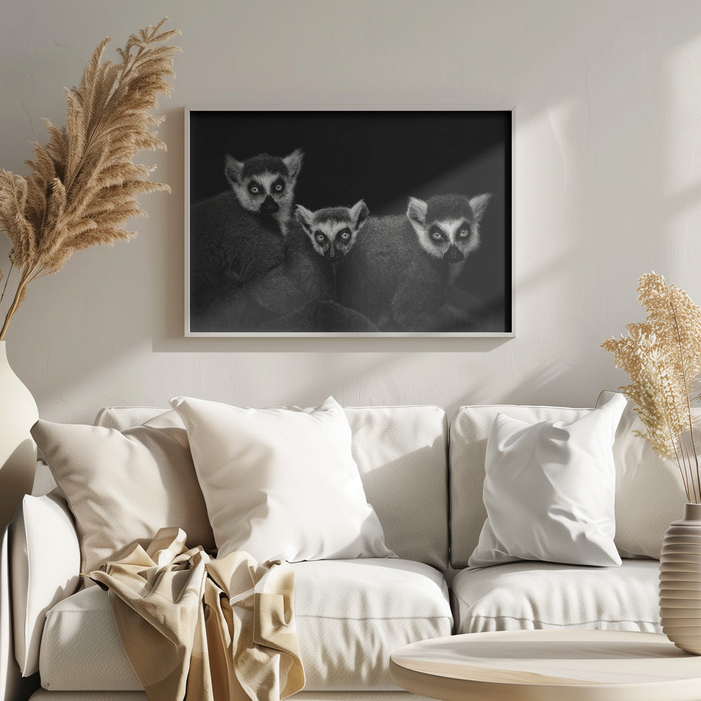 Lemur Trio Poster