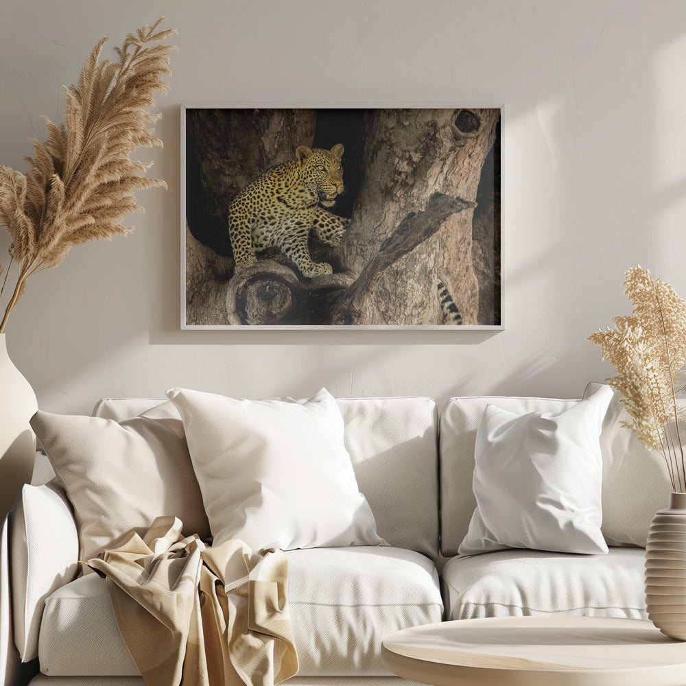 Leopard on A Tree Poster