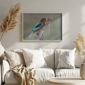 Kingfisher with catch Poster