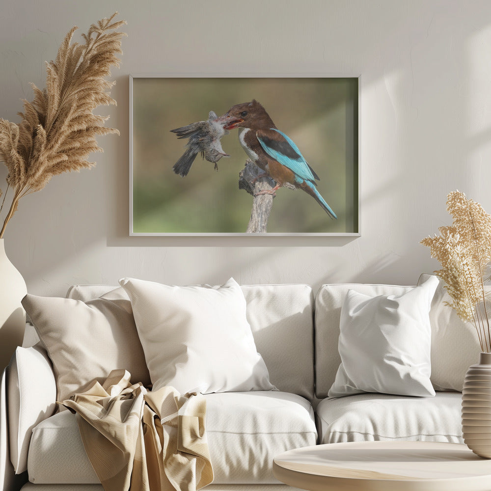 White-throated kingfisher catch Poster