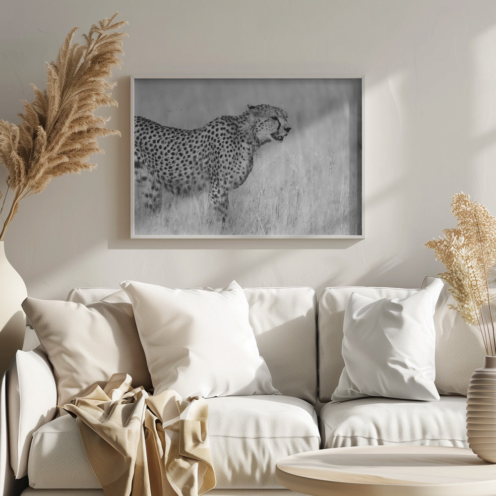 Side view of cheetah standing on field Poster