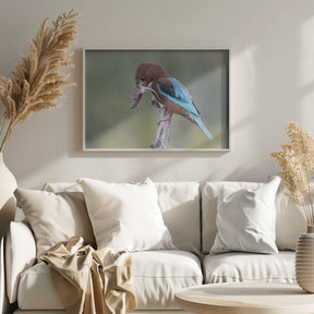 White-throated Kingfisher Poster