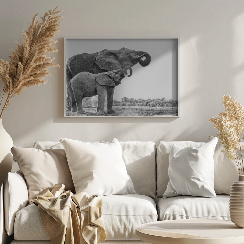 Elephant Drinking Poster