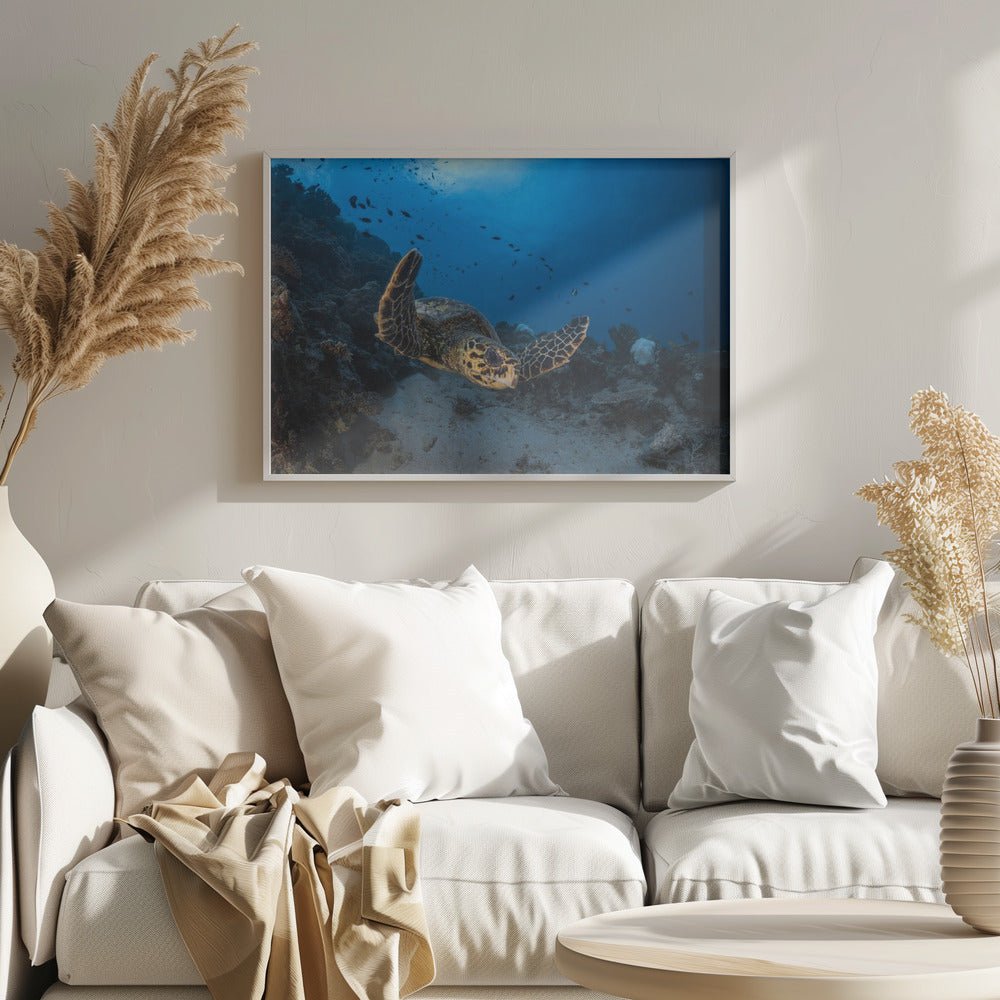 Hawksbill sea turtle Poster