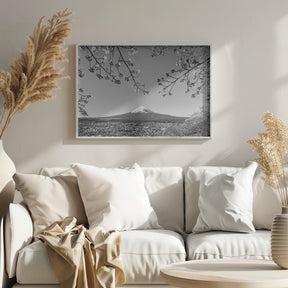 Fantastic view of Mount Fuji with cherry blossoms - monochrome Poster