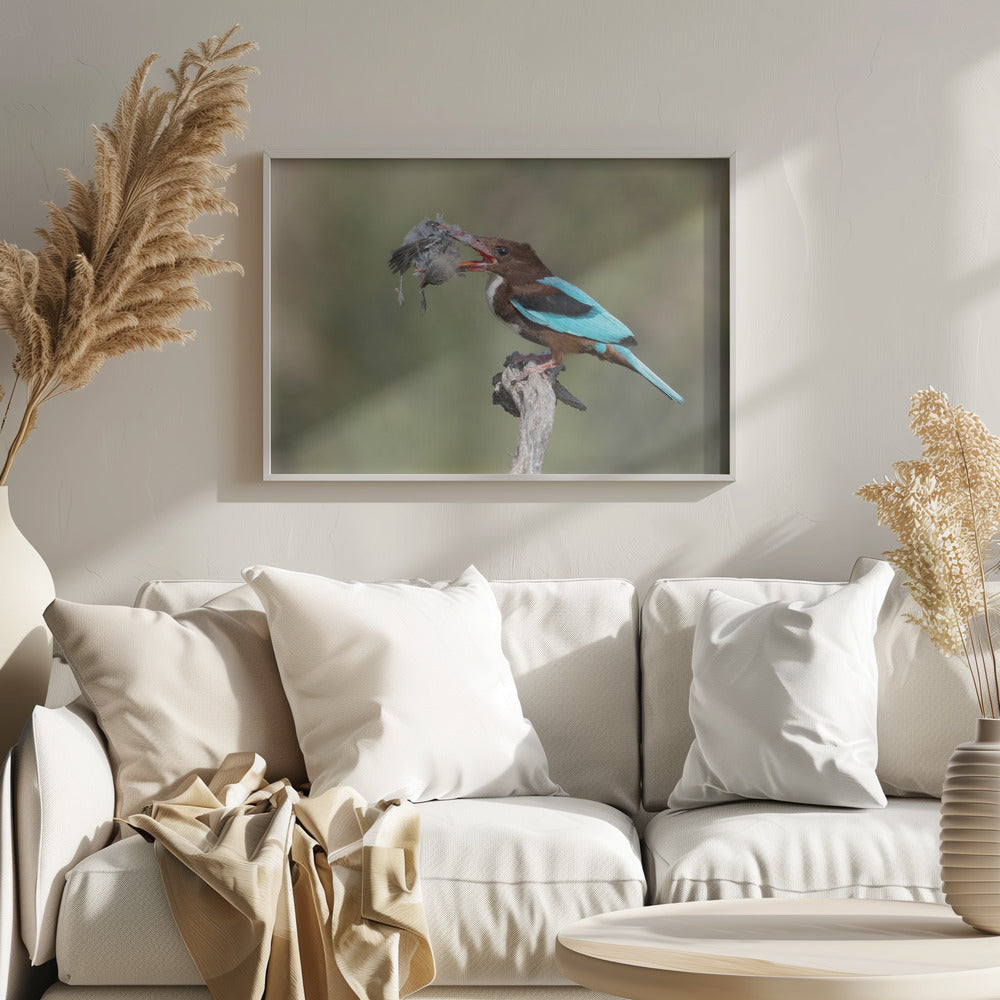 White-throated Kingfisher Poster