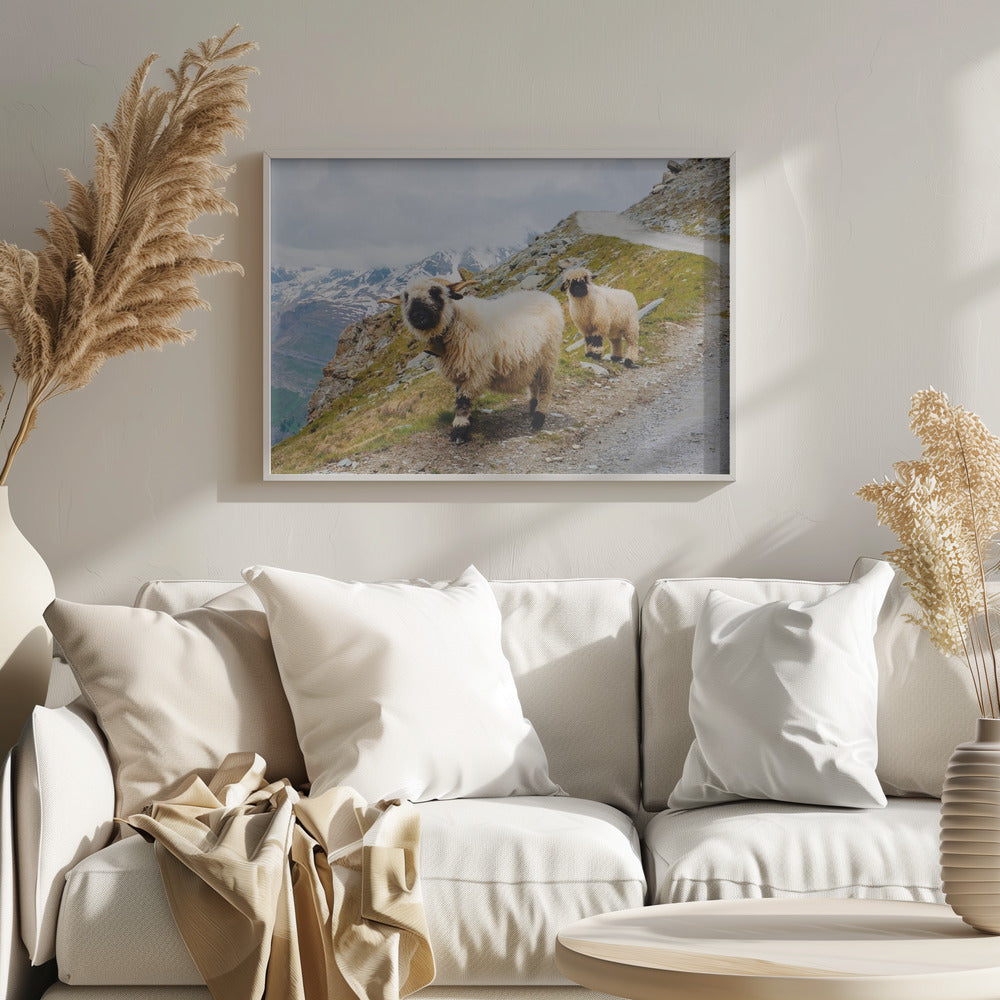 Sheep in the Swiss Alps Poster