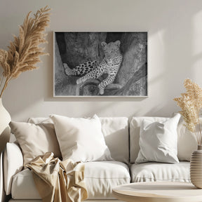 Leopard on A Tree Poster