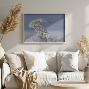 Snowy Owl Poster