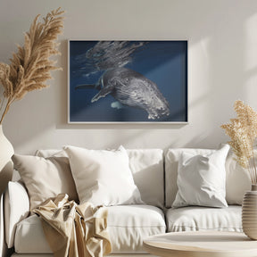 Humpback Whale Poster