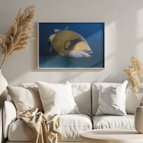 Triggerfish Poster