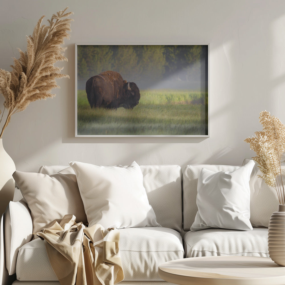 Bison in Morning Light Poster