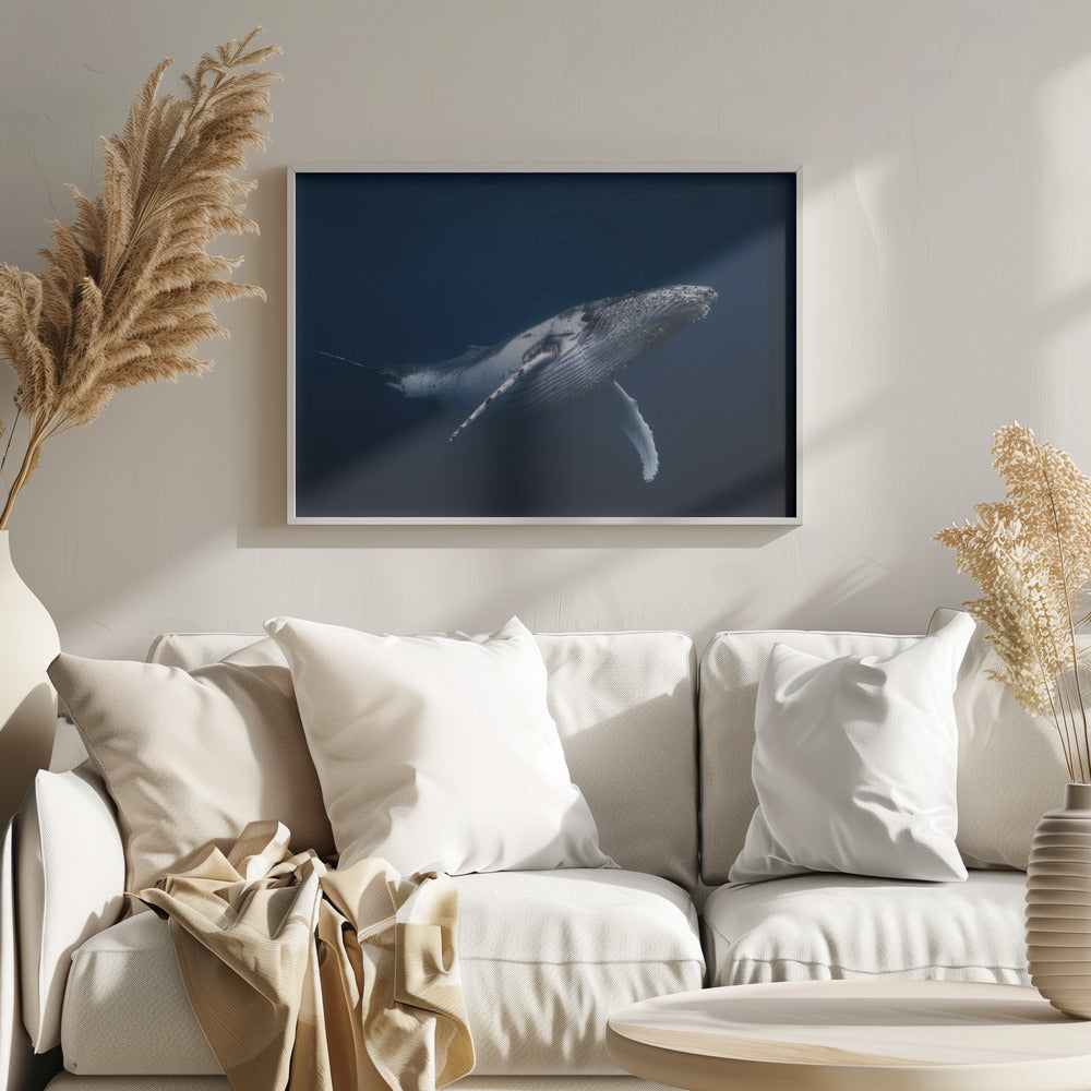 Humpback whale in blue Poster