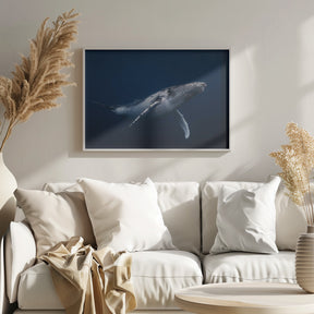 Humpback whale in blue Poster