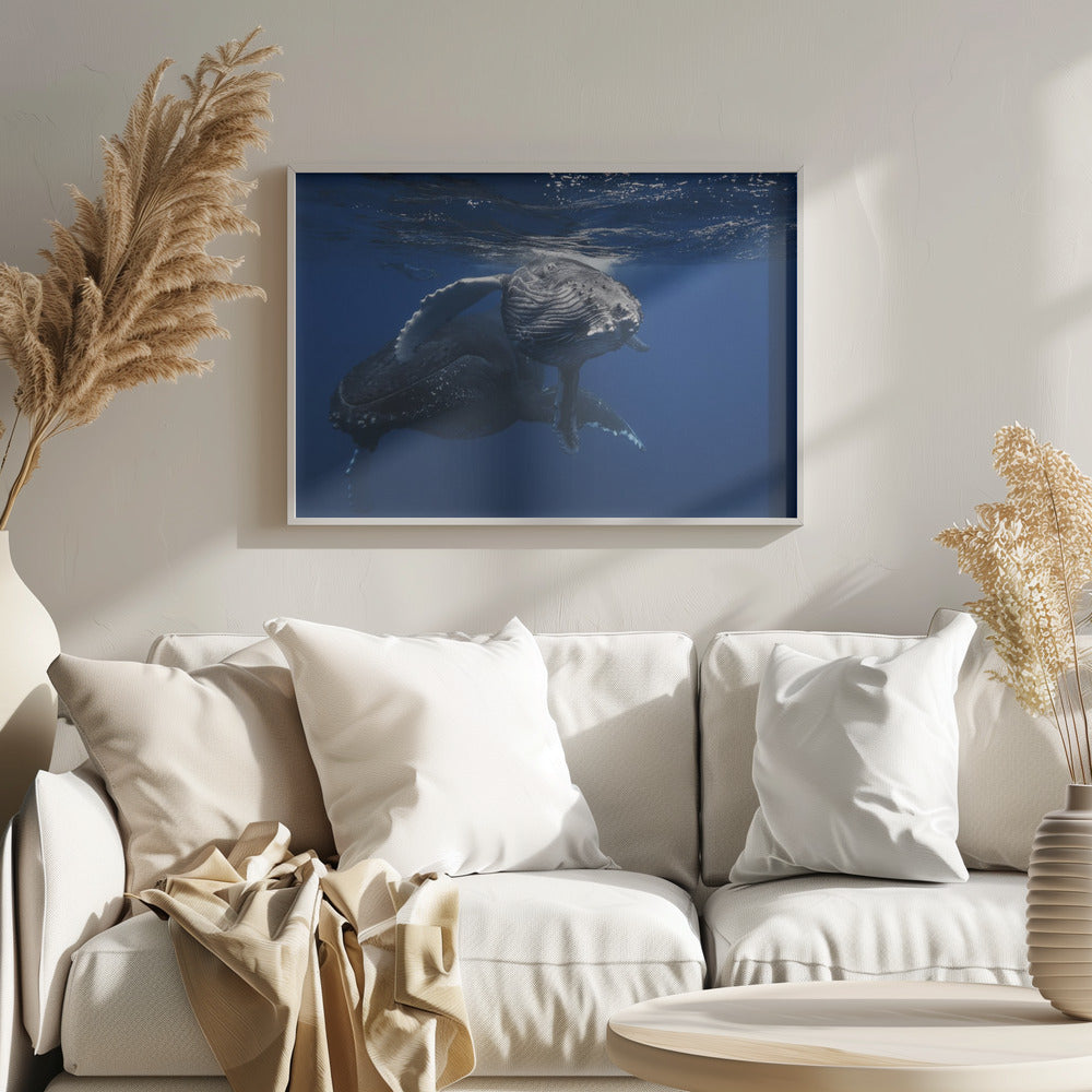 Humpback Whale family Poster