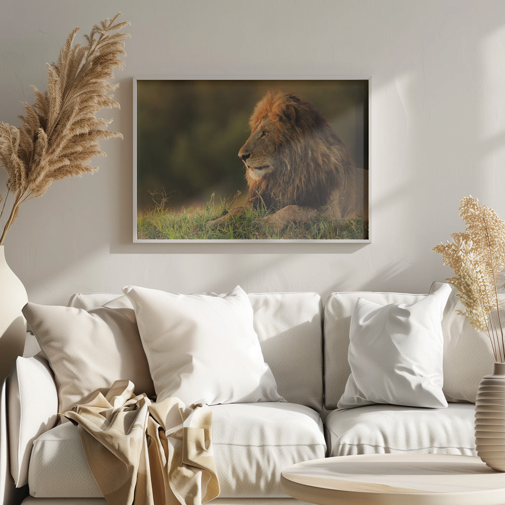 Male lion watching sunrise in Masai Mara Poster