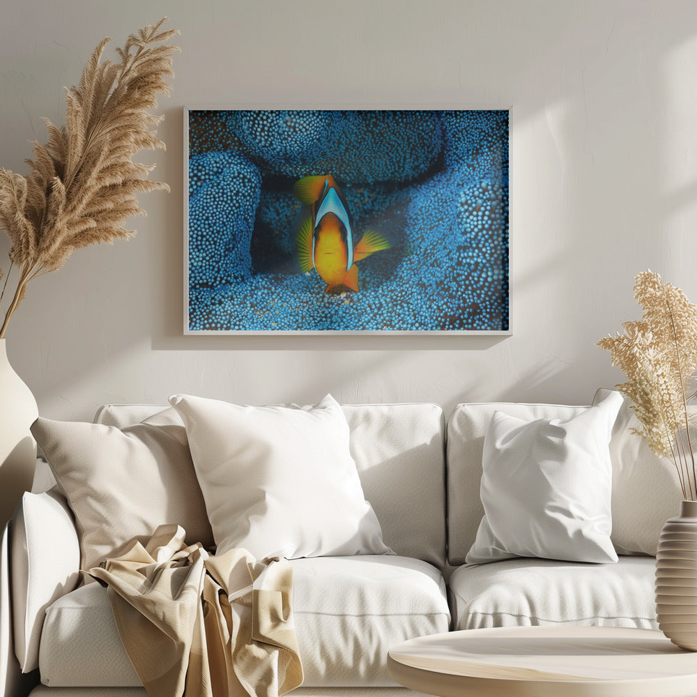 Clownfish in blue anémon Poster