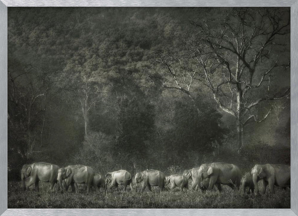 Elephant familiy Poster