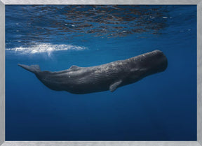 Sperm whale Poster